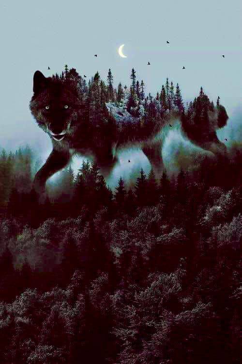 Wolfblood: Shadow Runners – Adam Holland